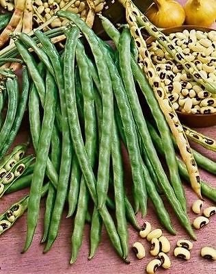 50 Blackeye Pea Black Eye Eyed Peas Southern California Cow Seeds Fresh Bean von Ketsicart