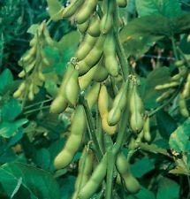 50 Butterbean, semi di soia - soia commestibile, organici non OGM, Seed non trattata: Only Seeds von Ketsicart