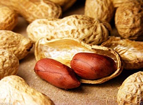 50 Champ Peanut Seeds (Shell) early maturing Virginia-type peanut: Only seeds von Ketsicart