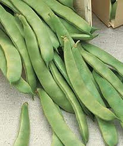 50 Seeds Original Italian Prolific Green Romano Flat Pole Bean Heirloom Seeds Non-Hybrid, Open-Pollinated, Suited for : Only seeds von Ketsicart