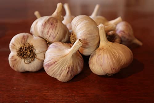 60 Seeds Cloves Red Duke Garlic UK Hardy Fresh for New Season Start Now: Only Seeds von Ketsicart