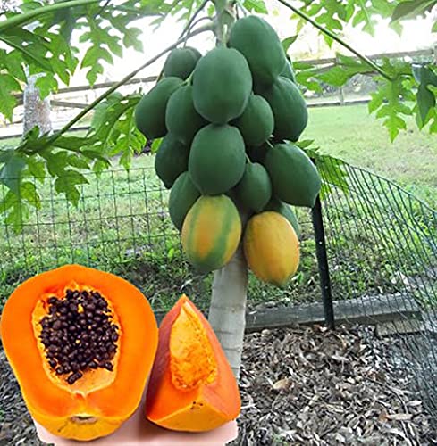 Aamish 90 Stück Papaya-Fruchtsamen von Ketsicart