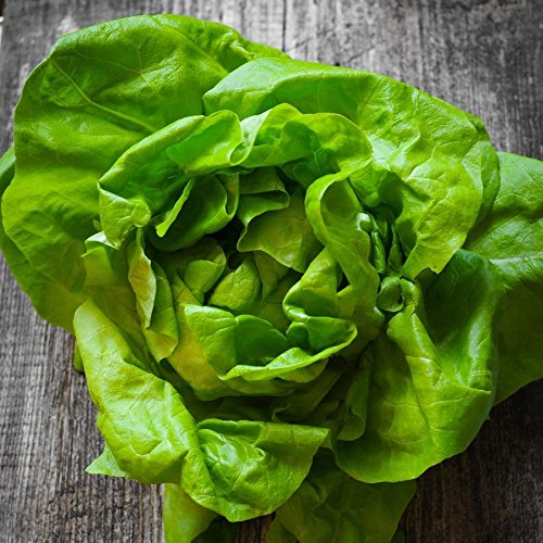 Bibb Butterhead Lettuce aka Limestone Type Organic Heirloom Non-GMO 100+ Seeds von Ketsicart