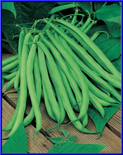 Blue Lake Pole Beans 30 Seeds 6 Inches Long Better for Canning! von Ketsicart