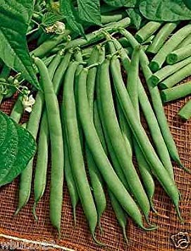 Contender Bush Bean, Organic, Earliest Producing Bean (100 Seeds) 40-45 Days!: Only seeds von Ketsicart