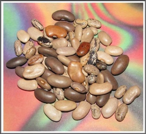 Fagioli 15 POLE BEAN MIX a impollinazione Heirloom semi multicolore: Seeds: Only Seeds von Ketsicart