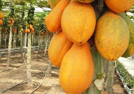 Fruit Papaya Seeds 30 pcs Yellow Gold Papaya Heirloom Seeds Delicious Fruit Unique Very RARE von Ketsicart