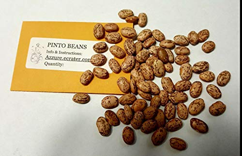 Germinazione dei semi: 100 FAGIOLI: Classic Pinto Bean 25-100 HEIRLOOM NON-OGM Frijol Trasporto libero! USA VENDITORE von Ketsicart