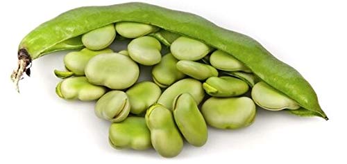 Germinazione dei semi: Fagioli Seeds - FAVA BROAD - più veloce maturazione Bean Varietà-Nutritional- 25 semi von Ketsicart