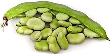 Germinazione dei semi: Fagioli Seeds - FAVA BROAD - più veloce maturazione Bean Varietà-Nutritional- 25 semi:Seeds von Ketsicart