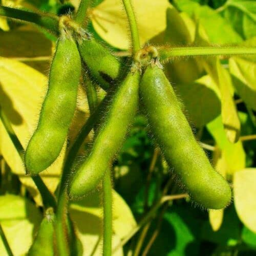 Glycine Max - Soybean - 100 Soya Bean Seeds.: Only seeds von Ketsicart