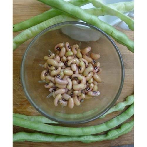 Heirloom Bush Pea TEXAS CREAM 40 Cowpea 50 SEMI prolifico Bean PEA DEL SUD: Only Seeds von Ketsicart