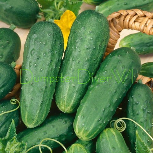 Homemade Pickles cetriolo sottaceto 35+ sementi biologiche non OGM Extra vite Produttive:Seeds von Ketsicart