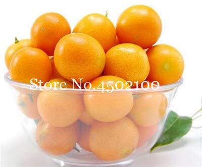 Kalash Kumquat Fruit Seed for Garden Orange Pack of 50 von Ketsicart