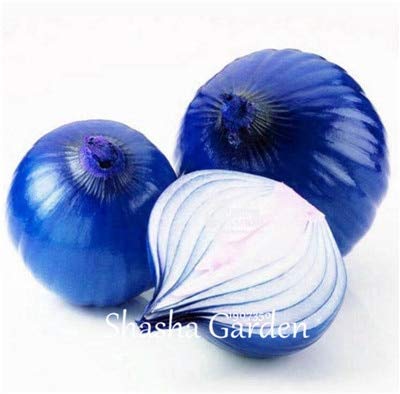 Kalash New 100 PC Giant Onion Vegetable Seeeds for Gardening Purple 1 von Ketsicart