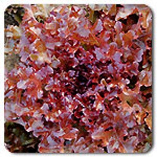 Lettuce- Red Salad Biondi Organic Heirloom di verdure 100 von Ketsicart