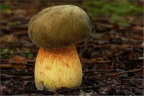 Lurid mushroom porcino (boletus luridus) Micelio spawn dried seeds (10g) von Ketsicart