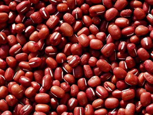 PLAT FIRM GERMINATION SEEDS 49 Organic Adzuki Beans Vigna angularis Seeds von Ketsicart