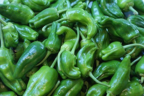 Padron Pepper, Pimientos De Padron, 40 Semi - Caldo/Dolce/Mite, Spagnolo Heirloom! by wbut2023 von Ketsicart