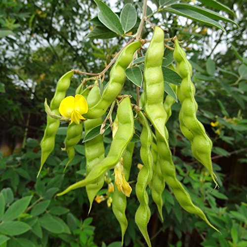 Pigeon Pea (Grandules), Puerto Rico Beans, Congo Pea Garden Vegetable - 25 Seeds von Ketsicart