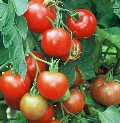 Ponak Neue frische 100 Stück rote Tomaten-Gemüsesamen von Ketsicart