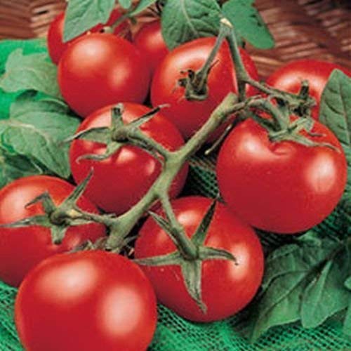 Ponak Neue frische 20 Stück rote Tomaten-Gemüsesamen von Ketsicart