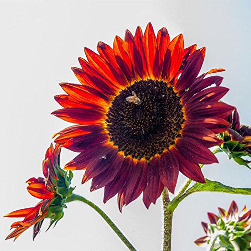 Ponak Neue frische 25 Stück rote Sonnenblumenkerne von Ketsicart