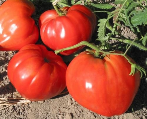 Ponak Neue frische 25 Stück rote Tomaten-Gemüsesamen von Ketsicart