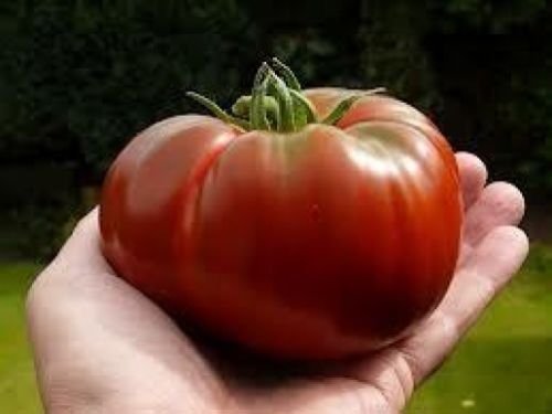 Ponak Neue frische 30 Stück rote Tomatengemüsesamen von Ketsicart