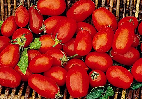 Ponak Neue frische 50 Stück rote Tomatengemüsesamen von Ketsicart