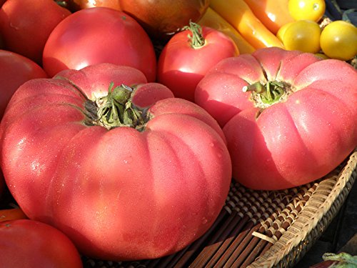 Ponak Neue frische 80 Stück rote Tomatengemüsesamen von Ketsicart