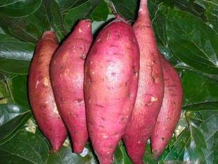 Ponak New Fresh 70 Stück rosa Batatas-Kartoffel-Gemüsesamen von Ketsicart