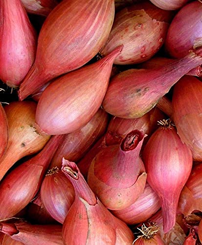 Ponak New fresh 100 pieces red shallots vegetable seeds von Ketsicart