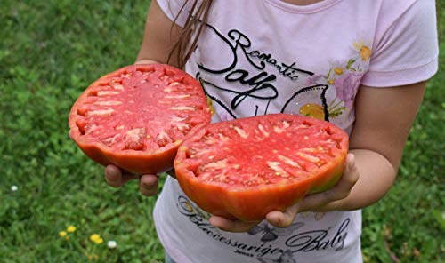 Portal Cool 25 giant fillet tomato seeds (Super Tomato fillet) von Ketsicart