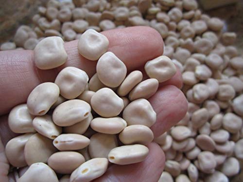 Portal Cool Dolce Lupino Bean italiano libanese Gourmet Bean Rare Heavy Cropper 25 semi von Ketsicart