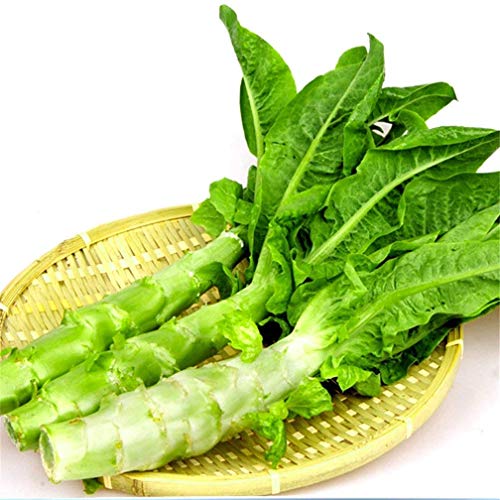 Potseed Chinese Celtuce Aparagus Stem Lettuce 200 Seeds Non-GMO Heirloom Vegetable von Ketsicart