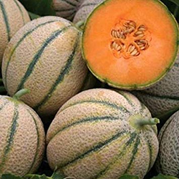 Potseed Melon vegetables Cantaloupe Retato Delgi Ortolani 100 seeds von Ketsicart