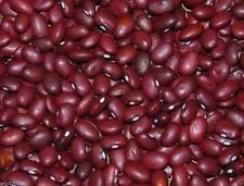 Red Pearl Bean (50 Seeds) Phaseolus vulgaris Very Rare Heirloom Open Pollinated von Ketsicart