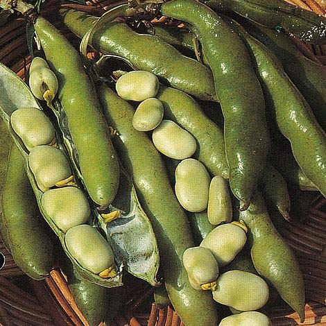 SB Winter Broad Beans The Sutton 30 Seed von Ketsicart