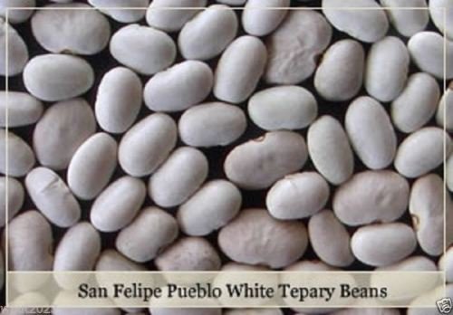 San Felipe Pueblo White Tepary Beans Seeds, Phaseolus acutifolius - Runner Beans (10 Seeds): Only Seeds von Ketsicart