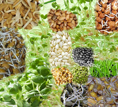 Seeds Brown Sesame: Sprouting Amazing 30 Varieties-Choose Your Variety-100G Pack von Ketsicart