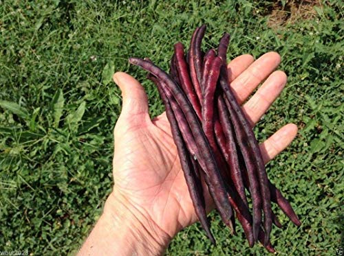 Seeds Cow-Pea Pink Eyed Purple Hulled (5 Lb Seeds) A.K.a Southern Peas,Organic von Ketsicart