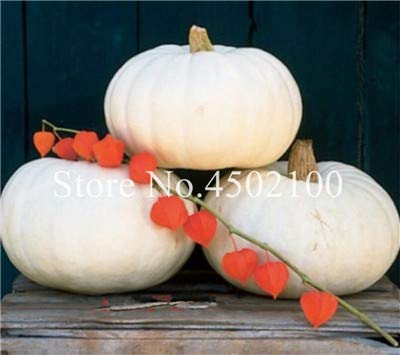 Seeds Fresh 20 Pcs Pumpkin VegetablesSeeds for Planting White von Ketsicart