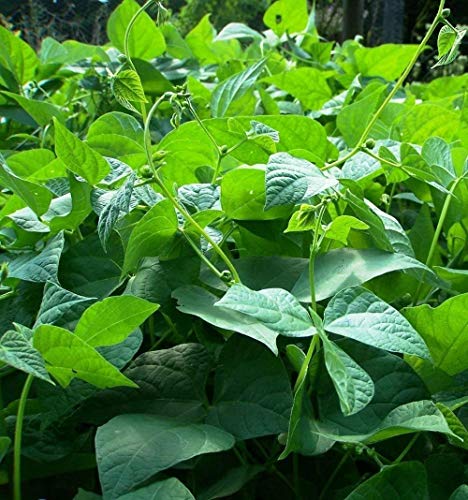 Seeds Mountaineer White Half Runner Bean Heirloom Non-GMO Beans Vegetable - 15 Seeds von Ketsicart