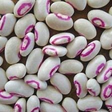 Seeds Pink Eyed Purple Hulled,Cowpea (100 Seeds) A.K.a Southern Peas,Organic von Ketsicart