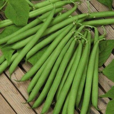 Seeds USA French Seller Filet Fagiolo 25-50 Semi Heerloom Non-Ogg von Ketsicart