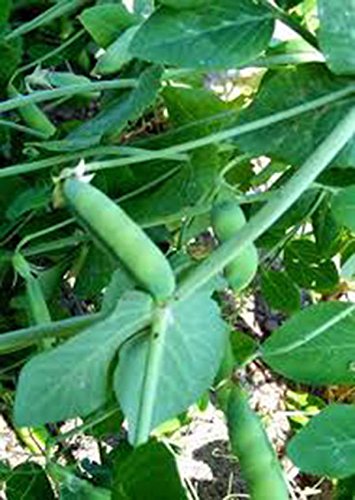 Seeds peas, Early Alaska, Heerloom, organic 20 + seeds, fresh or canned taste flavor von Ketsicart