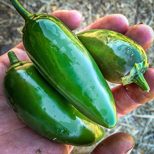 Semi Certified Organic Jalapeño Peperoncino (~ 40): Non-GMO Heirloom Seed von Ketsicart