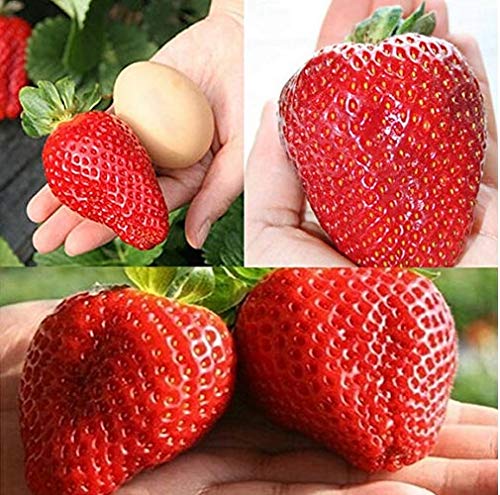 Shopvise Giant Japan Strawberries 100 Pieces Large Red Strawberry Organic Garden von Ketsicart