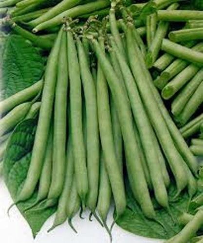 Slenderette Bush Bean Semi, NON OGM, organico 20 + Semi, grande degustazione e la salute:Seeds von Ketsicart